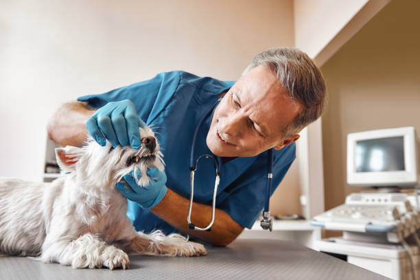 Best Walk-In Emergency Dentist in Kensington, NY